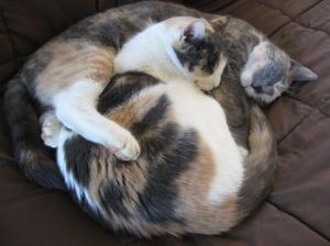 Snuggle cats